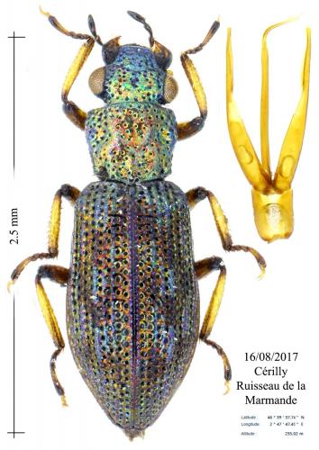 Hydrochus nitidicollis